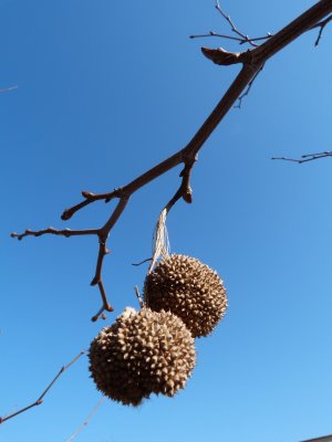 Platanus x hispanica (acerifolia) - platan javorolistý - pupen+plod
